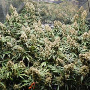 AG Day 75 Flower (1).JPG