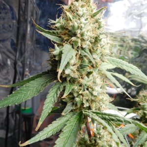 AG Day 75 Flower (11).JPG