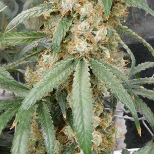 AG Day 75 Flower (10).JPG