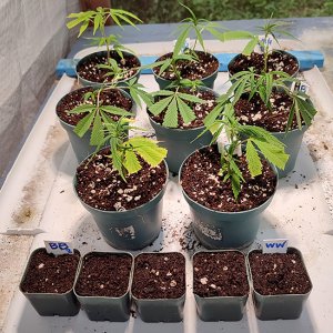 clones_and_sprout_pots1.jpg