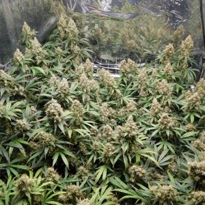 AG Day 77 Flower (2).JPG