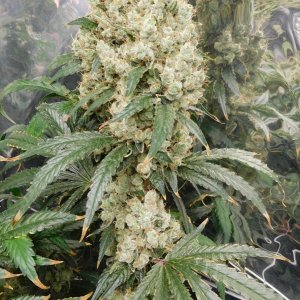 AG Day 77 Flower (3).JPG