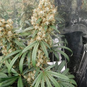 AG Day 77 Flower (4).JPG