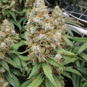 AG Day 77 Flower (5).JPG