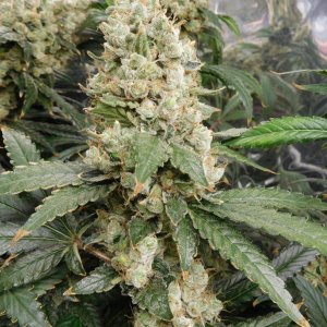 AG Day 77 Flower (6).JPG