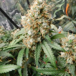 AG Day 77 Flower (7).JPG