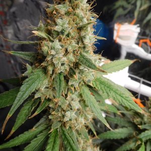 AG Day 77 Flower (8).JPG