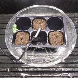 Golden Tiger 5 days after planting (2).JPG