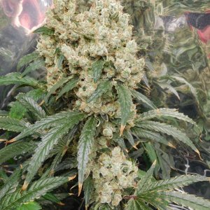 AG Day 79 Flower (2).JPG