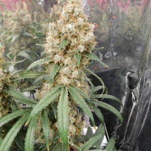 AG Day 79 Flower (5).JPG