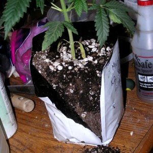 Cut Open Growbag