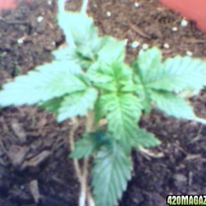 Orange Kush LST