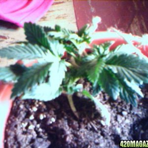 Orange Kush LST