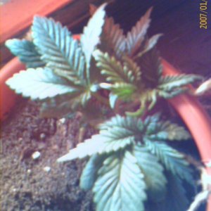 Orange Kush LST