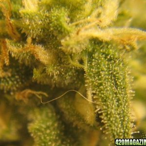 trichome