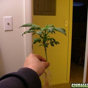 Lil_Plant