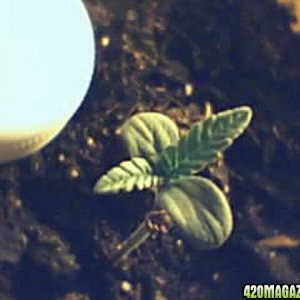 Mystery seed