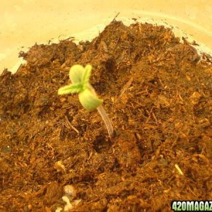 seedling