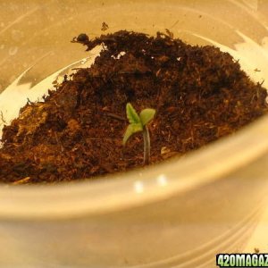 seedling