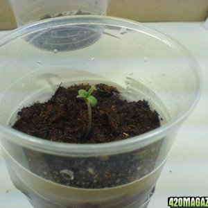 seedling