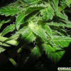 33 Days Flower