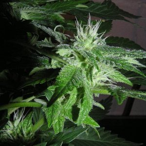 33 Days Flower