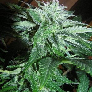 33 Days Flower