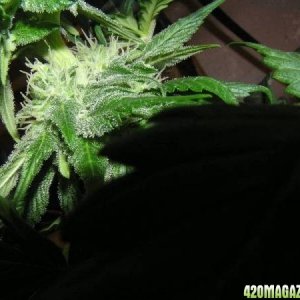 33 Days Flower