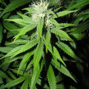 33 Days Flower