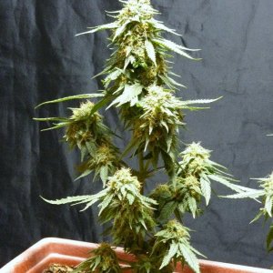 LED / Pure Power Plant / 2 wk veg