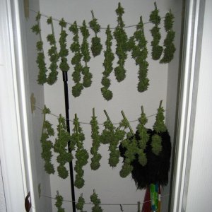 Blue Dream Harvest