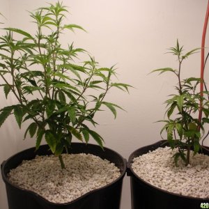 AlienDawg left (Day24veg), BB Kush right (Day18veg)