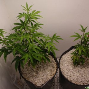 AlienDawg left (Day24veg), BB Kush right (Day18veg)