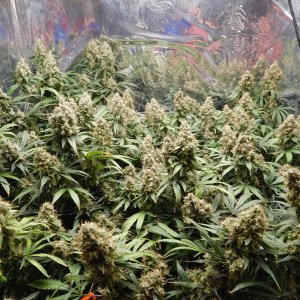 AG Day 80 Flower (4).JPG