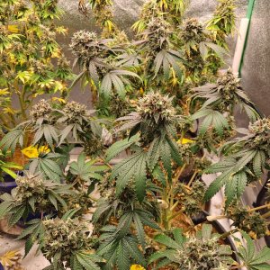 The New x Pineapple Skunk 09-27a.jpg