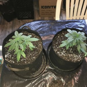 babies up-pot 7-12-23 D24.jpg