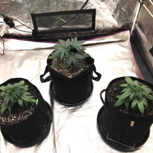 up-pot 7-12-23 D24.jpg