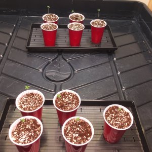 Seedlings Day 3.JPG