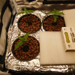 GT Day 9 veg (2).JPG