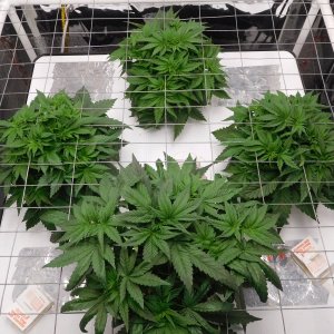 Blueberry Day 26 veg (4).JPG