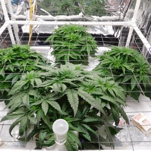 Blueberry Day 27 veg (3).JPG