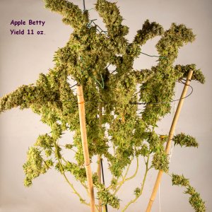 Apple Betty yield.jpg