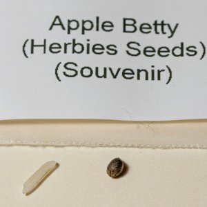 Apple Betty seed.jpg