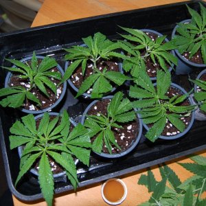 blue-dream-cuttings.JPG