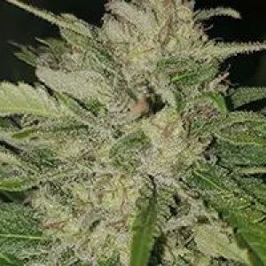 paradox-nukaseeds-flowers-1a.jpg