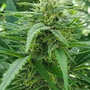 paradox-nukaseeds-flowers-2a.jpg