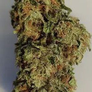 paradox-nukaseeds-flowers-3a.jpg