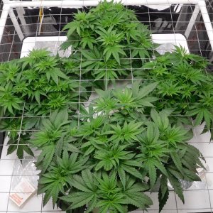 Blueberry Day 31 veg (4).JPG