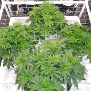 Blueberry Day 31 veg (1).JPG