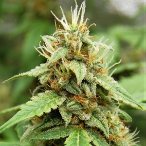 chocolate-skunk-bud-tip.JPG